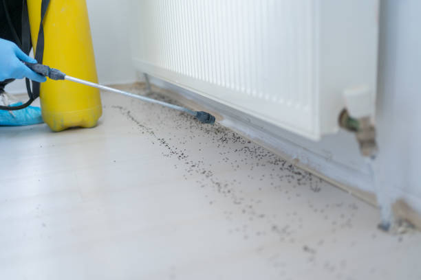 Best Spider Control Near Me  in Orange Park, FL